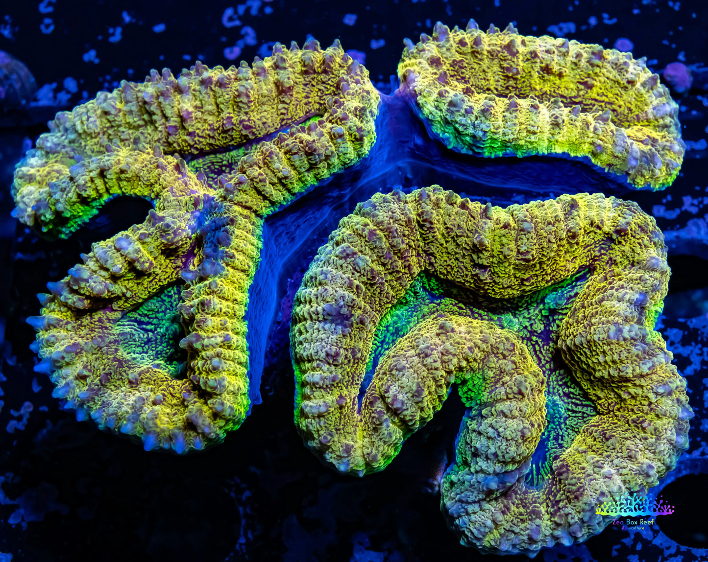 Lobophyllia - Lobo Coral WYSIWYG 8cm Lobophyllia - Lobo Coral WYSIWYG 8cm LPS Lobophyllia - Lobo Coral WYSIWYG 8cm Zeo Box Reef