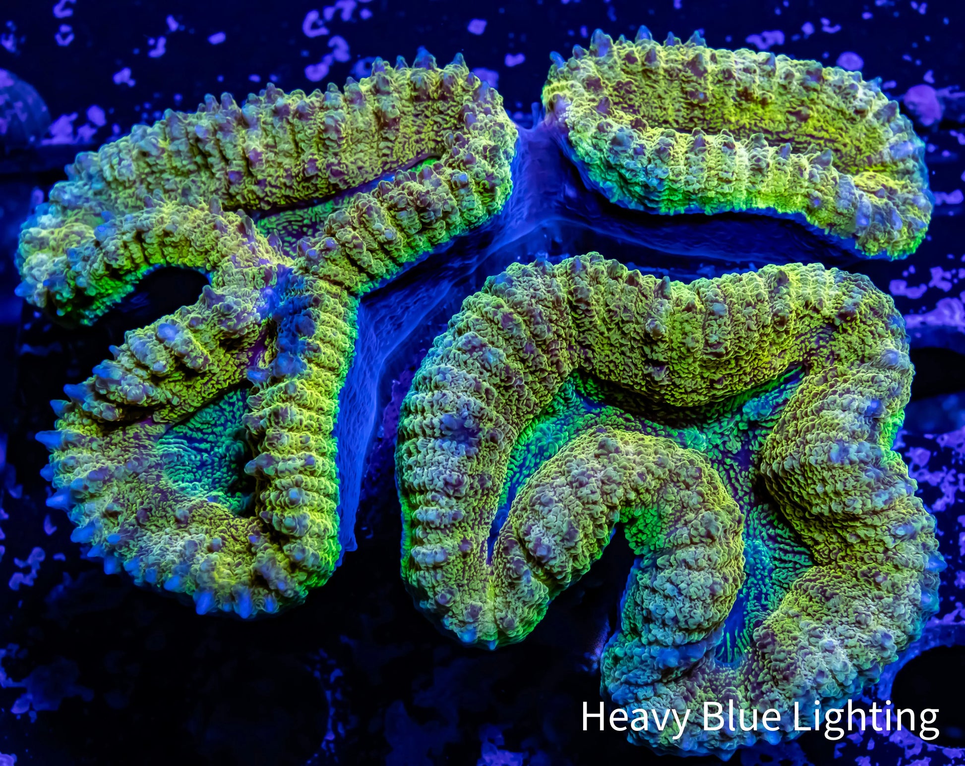 Lobophyllia - Lobo Coral WYSIWYG 8cm Lobophyllia - Lobo Coral WYSIWYG 8cm LPS Lobophyllia - Lobo Coral WYSIWYG 8cm Zeo Box Reef