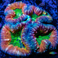Lobophyllia - Lobo Coral WYSIWYG 8cm Lobophyllia - Lobo Coral WYSIWYG 8cm LPS Lobophyllia - Lobo Coral WYSIWYG 8cm Zeo Box Reef