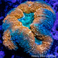 Lobophyllia - Lobo Coral WYSIWYG -8cm Lobophyllia - Lobo Coral WYSIWYG -8cm LPS Lobophyllia - Lobo Coral WYSIWYG -8cm Zeo Box Reef