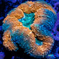Lobophyllia - Lobo Coral WYSIWYG -8cm Lobophyllia - Lobo Coral WYSIWYG -8cm LPS Lobophyllia - Lobo Coral WYSIWYG -8cm Zeo Box Reef