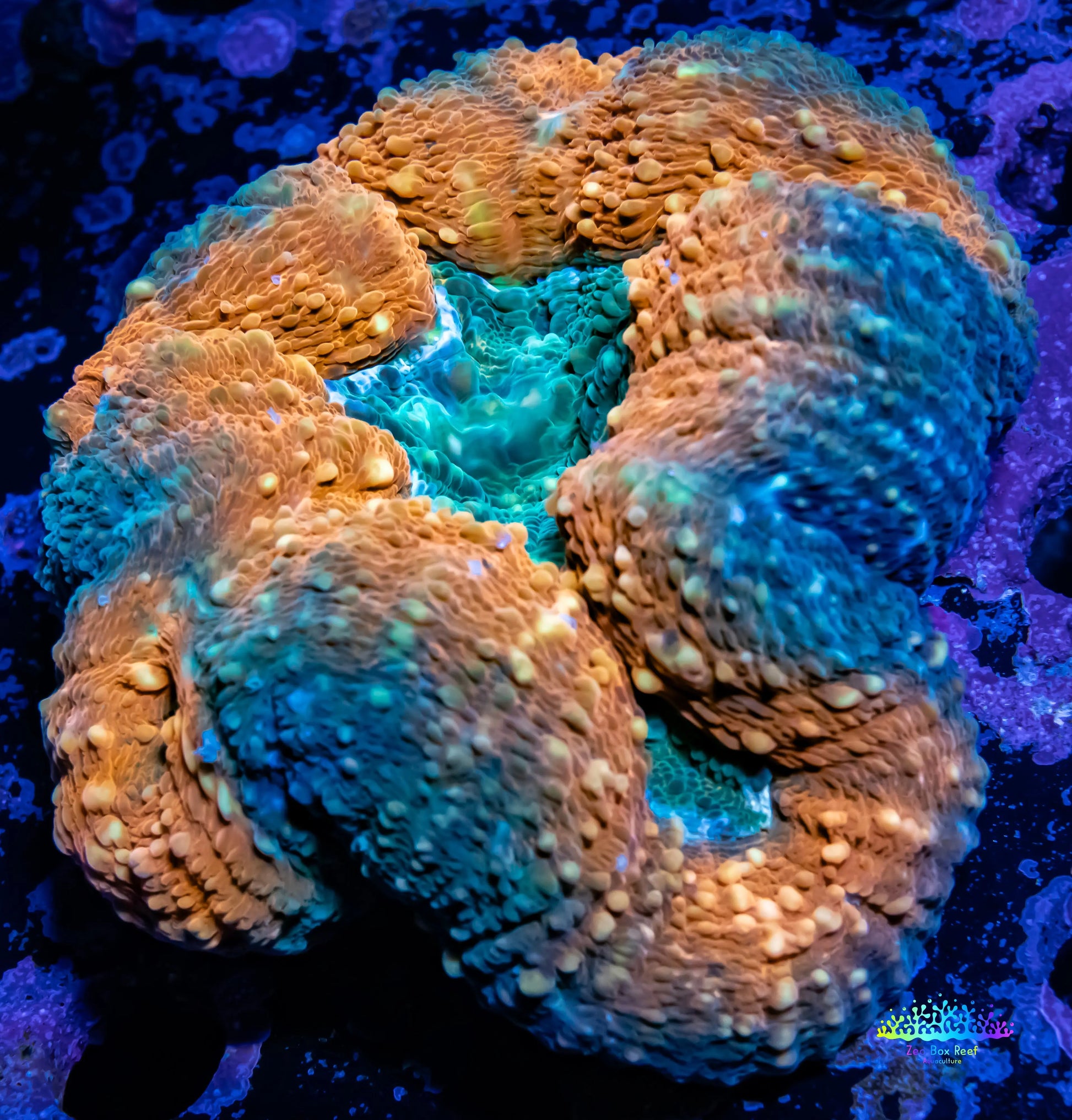 Lobophyllia - Lobo Coral WYSIWYG -8cm Lobophyllia - Lobo Coral WYSIWYG -8cm LPS Lobophyllia - Lobo Coral WYSIWYG -8cm Zeo Box Reef