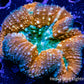 Lobophyllia - Lobo Coral WYSIWYG -9cm Lobophyllia - Lobo Coral WYSIWYG -9cm LPS Lobophyllia - Lobo Coral WYSIWYG -9cm Zeo Box Reef