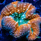 Lobophyllia - Lobo Coral WYSIWYG -9cm Lobophyllia - Lobo Coral WYSIWYG -9cm LPS Lobophyllia - Lobo Coral WYSIWYG -9cm Zeo Box Reef