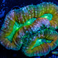 Lobophyllia - Lobo Coral WYSIWYG -9cm Lobophyllia - Lobo Coral WYSIWYG -9cm LPS Lobophyllia - Lobo Coral WYSIWYG -9cm Zeo Box Reef