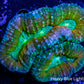 Lobophyllia - Lobo Coral WYSIWYG -9cm Lobophyllia - Lobo Coral WYSIWYG -9cm LPS Lobophyllia - Lobo Coral WYSIWYG -9cm Zeo Box Reef