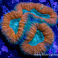 Lobophyllia - Lobo Coral WYSIWYG -9cm Lobophyllia - Lobo Coral WYSIWYG -9cm LPS Lobophyllia - Lobo Coral WYSIWYG -9cm Zeo Box Reef