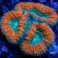 Lobophyllia - Lobo Coral WYSIWYG -9cm Lobophyllia - Lobo Coral WYSIWYG -9cm LPS Lobophyllia - Lobo Coral WYSIWYG -9cm Zeo Box Reef
