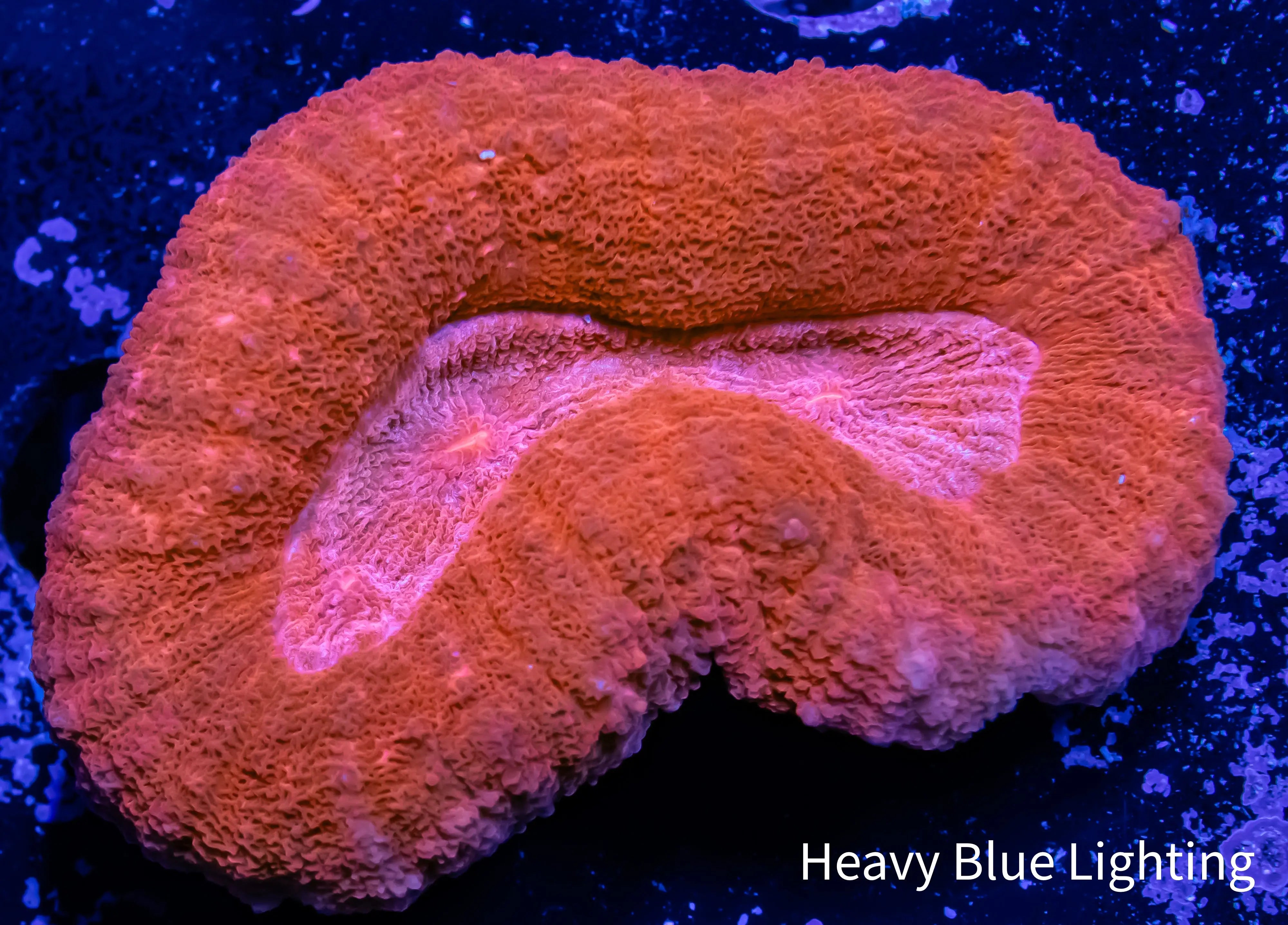 Lobophyllia - Lobo Coral WYSIWYG - 4cm