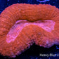 Lobophyllia - Lobo Coral WYSIWYG -  cm Lobophyllia - Lobo Coral WYSIWYG -  cm LPS Lobophyllia - Lobo Coral WYSIWYG -  cm Zeo Box Reef