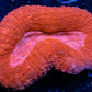 Lobophyllia - Lobo Coral WYSIWYG -  cm Lobophyllia - Lobo Coral WYSIWYG -  cm LPS Lobophyllia - Lobo Coral WYSIWYG -  cm Zeo Box Reef