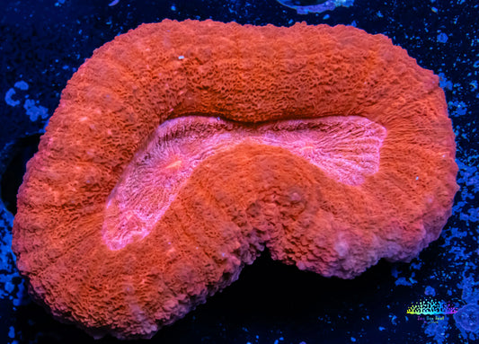 Lobophyllia - Lobo Coral WYSIWYG -  cm Lobophyllia - Lobo Coral WYSIWYG -  cm LPS Lobophyllia - Lobo Coral WYSIWYG -  cm Zeo Box Reef