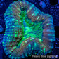 Lobophyllia Pachysepta - Lobo Coral WYSIWYG 5cm Lobophyllia Pachysepta - Lobo Coral WYSIWYG 5cm LPS Lobophyllia Pachysepta - Lobo Coral WYSIWYG 5cm Zeo Box Reef