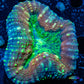 Lobophyllia Pachysepta - Lobo Coral WYSIWYG 5cm Lobophyllia Pachysepta - Lobo Coral WYSIWYG 5cm LPS Lobophyllia Pachysepta - Lobo Coral WYSIWYG 5cm Zeo Box Reef