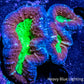 Lobophyllia Pachysepta - Lobo Coral WYSIWYG 6cm Lobophyllia Pachysepta - Lobo Coral WYSIWYG 6cm LPS Lobophyllia Pachysepta - Lobo Coral WYSIWYG 6cm Zeo Box Reef