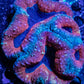 Lobophyllia Pachysepta - Lobo Coral WYSIWYG 8cm Lobophyllia Pachysepta - Lobo Coral WYSIWYG 8cm LPS Lobophyllia Pachysepta - Lobo Coral WYSIWYG 8cm Zeo Box Reef