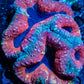Lobophyllia Pachysepta - Lobo Coral WYSIWYG 8cm Lobophyllia Pachysepta - Lobo Coral WYSIWYG 8cm LPS Lobophyllia Pachysepta - Lobo Coral WYSIWYG 8cm Zeo Box Reef