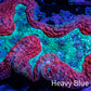 Lobophyllia -Ultra  Lobo Coral WYSIWYG -  10cm Lobophyllia -Ultra  Lobo Coral WYSIWYG -  10cm LPS Lobophyllia -Ultra  Lobo Coral WYSIWYG -  10cm Zeo Box Reef