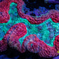 Lobophyllia -Ultra  Lobo Coral WYSIWYG -  10cm Lobophyllia -Ultra  Lobo Coral WYSIWYG -  10cm LPS Lobophyllia -Ultra  Lobo Coral WYSIWYG -  10cm Zeo Box Reef