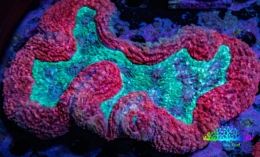 Lobophyllia -Ultra  Lobo Coral WYSIWYG -  10cm Lobophyllia -Ultra  Lobo Coral WYSIWYG -  10cm LPS Lobophyllia -Ultra  Lobo Coral WYSIWYG -  10cm Zeo Box Reef