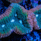 Lobophyllia -Ultra  Lobo Coral WYSIWYG -  10cm Lobophyllia -Ultra  Lobo Coral WYSIWYG -  10cm LPS Lobophyllia -Ultra  Lobo Coral WYSIWYG -  10cm Zeo Box Reef