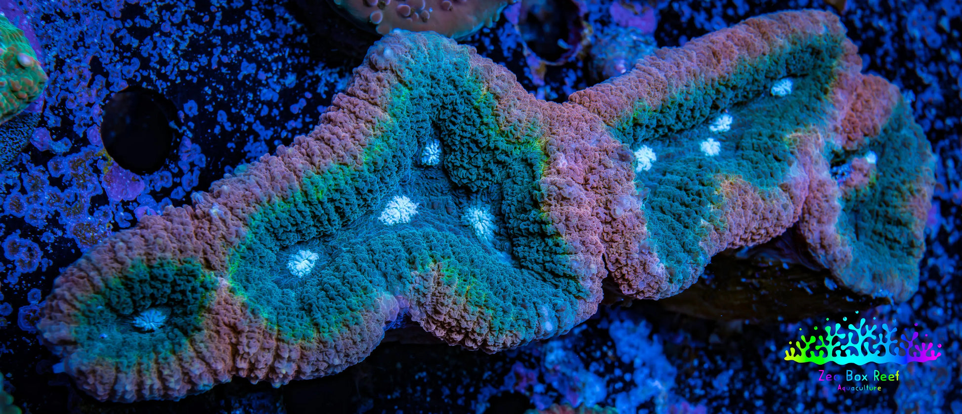 Lobophyllia -Ultra  Lobo Coral WYSIWYG -  10cm Lobophyllia -Ultra  Lobo Coral WYSIWYG -  10cm LPS Lobophyllia -Ultra  Lobo Coral WYSIWYG -  10cm Zeo Box Reef
