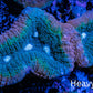 Lobophyllia -Ultra  Lobo Coral WYSIWYG -  10cm Lobophyllia -Ultra  Lobo Coral WYSIWYG -  10cm LPS Lobophyllia -Ultra  Lobo Coral WYSIWYG -  10cm Zeo Box Reef