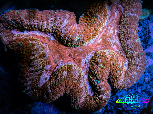 Lobophyllia -Ultra  Lobo Coral WYSIWYG -  11cm Lobophyllia -Ultra  Lobo Coral WYSIWYG -  11cm LPS Lobophyllia -Ultra  Lobo Coral WYSIWYG -  11cm Zeo Box Reef