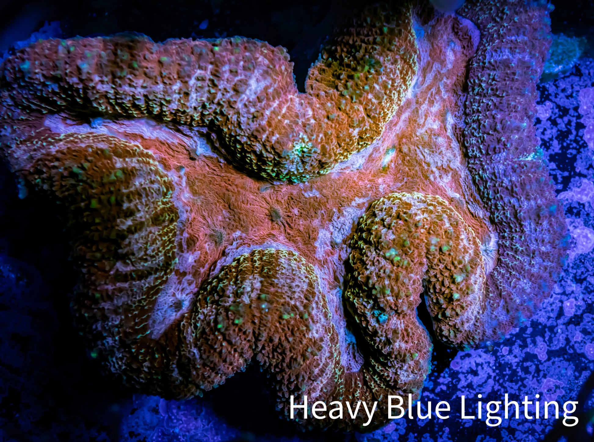 Lobophyllia -Ultra  Lobo Coral WYSIWYG -  11cm Lobophyllia -Ultra  Lobo Coral WYSIWYG -  11cm LPS Lobophyllia -Ultra  Lobo Coral WYSIWYG -  11cm Zeo Box Reef