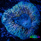 Lobophyllia -Ultra  Lobo Coral WYSIWYG -  6cm Lobophyllia -Ultra  Lobo Coral WYSIWYG -  6cm LPS Lobophyllia -Ultra  Lobo Coral WYSIWYG -  6cm Zeo Box Reef