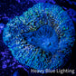 Lobophyllia -Ultra  Lobo Coral WYSIWYG -  6cm Lobophyllia -Ultra  Lobo Coral WYSIWYG -  6cm LPS Lobophyllia -Ultra  Lobo Coral WYSIWYG -  6cm Zeo Box Reef