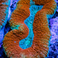 Lobophyllia -Ultra  Lobo Coral WYSIWYG -  7.5cm Lobophyllia -Ultra  Lobo Coral WYSIWYG -  7.5cm LPS Lobophyllia -Ultra  Lobo Coral WYSIWYG -  7.5cm Zeo Box Reef