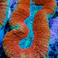 Lobophyllia -Ultra  Lobo Coral WYSIWYG -  7.5cm Lobophyllia -Ultra  Lobo Coral WYSIWYG -  7.5cm LPS Lobophyllia -Ultra  Lobo Coral WYSIWYG -  7.5cm Zeo Box Reef