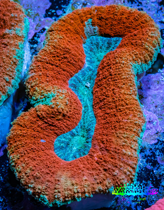 Lobophyllia -Ultra  Lobo Coral WYSIWYG -  7.5cm Lobophyllia -Ultra  Lobo Coral WYSIWYG -  7.5cm LPS Lobophyllia -Ultra  Lobo Coral WYSIWYG -  7.5cm Zeo Box Reef