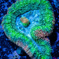 Lobophyllia -Ultra  Lobo Coral WYSIWYG -  7cm Lobophyllia -Ultra  Lobo Coral WYSIWYG -  7cm LPS Lobophyllia -Ultra  Lobo Coral WYSIWYG -  7cm Zeo Box Reef