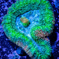 Lobophyllia -Ultra  Lobo Coral WYSIWYG -  7cm Lobophyllia -Ultra  Lobo Coral WYSIWYG -  7cm LPS Lobophyllia -Ultra  Lobo Coral WYSIWYG -  7cm Zeo Box Reef
