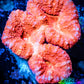 Lobophyllia -Ultra  Lobo Coral WYSIWYG -  7cm Lobophyllia -Ultra  Lobo Coral WYSIWYG -  7cm LPS Lobophyllia -Ultra  Lobo Coral WYSIWYG -  7cm Zeo Box Reef