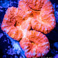 Lobophyllia -Ultra  Lobo Coral WYSIWYG -  7cm Lobophyllia -Ultra  Lobo Coral WYSIWYG -  7cm LPS Lobophyllia -Ultra  Lobo Coral WYSIWYG -  7cm Zeo Box Reef