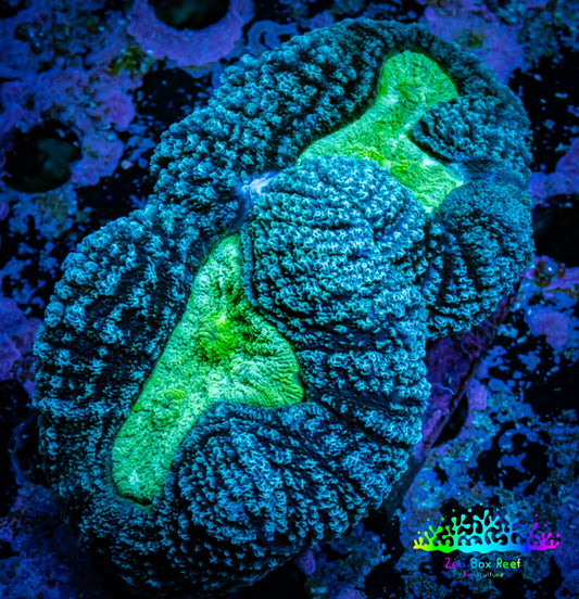 Lobophyllia -Ultra  Lobo Coral WYSIWYG -  8cm Lobophyllia -Ultra  Lobo Coral WYSIWYG -  8cm LPS Lobophyllia -Ultra  Lobo Coral WYSIWYG -  8cm Zeo Box Reef