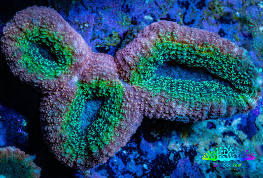 Lobophyllia -Ultra  Lobo Coral WYSIWYG -  8cm Lobophyllia -Ultra  Lobo Coral WYSIWYG -  8cm LPS Lobophyllia -Ultra  Lobo Coral WYSIWYG -  8cm Zeo Box Reef