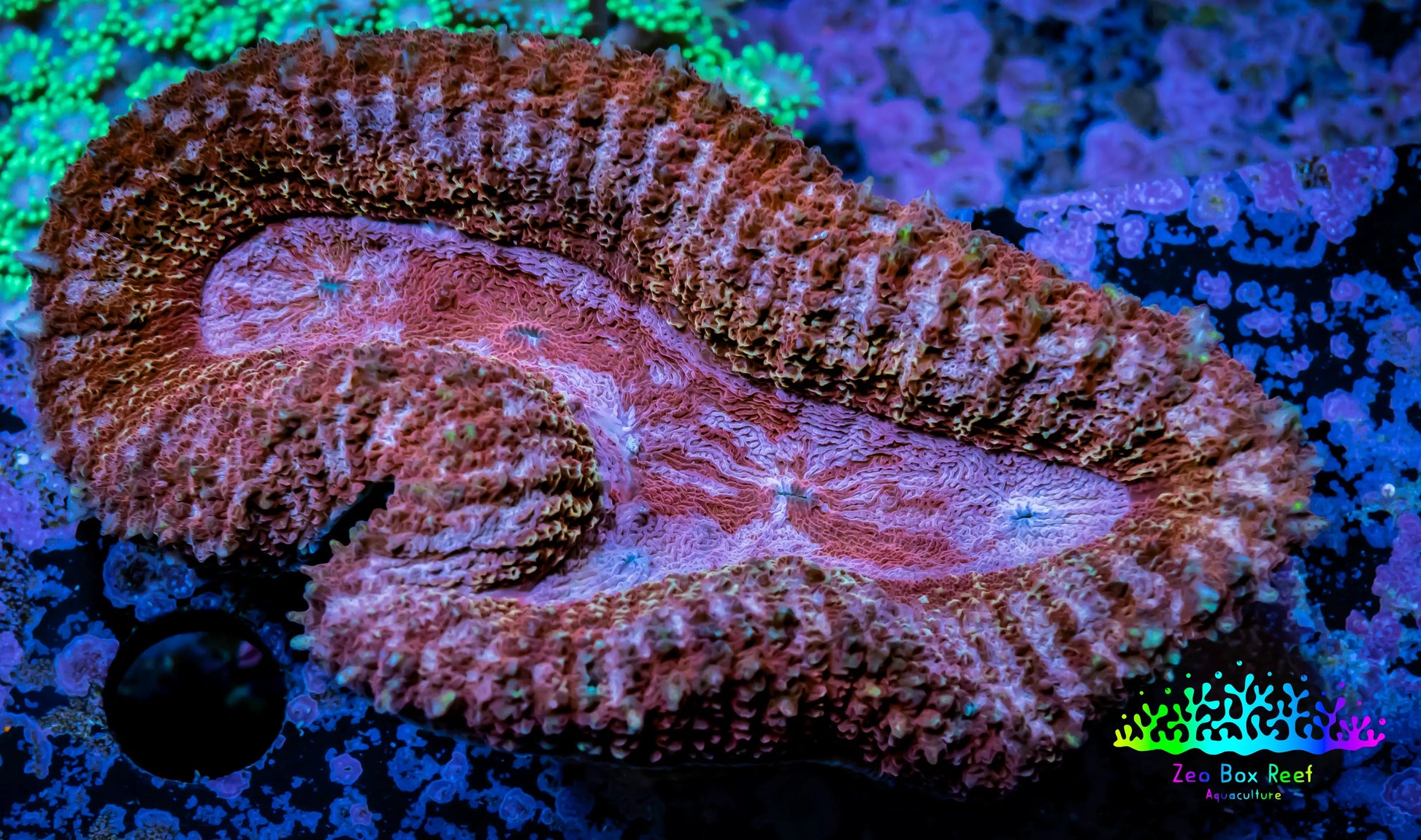 Lobophyllia -Ultra  Lobo Coral WYSIWYG -  9cm Lobophyllia -Ultra  Lobo Coral WYSIWYG -  9cm LPS Lobophyllia -Ultra  Lobo Coral WYSIWYG -  9cm Zeo Box Reef