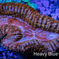 Lobophyllia -Ultra  Lobo Coral WYSIWYG -  9cm Lobophyllia -Ultra  Lobo Coral WYSIWYG -  9cm LPS Lobophyllia -Ultra  Lobo Coral WYSIWYG -  9cm Zeo Box Reef