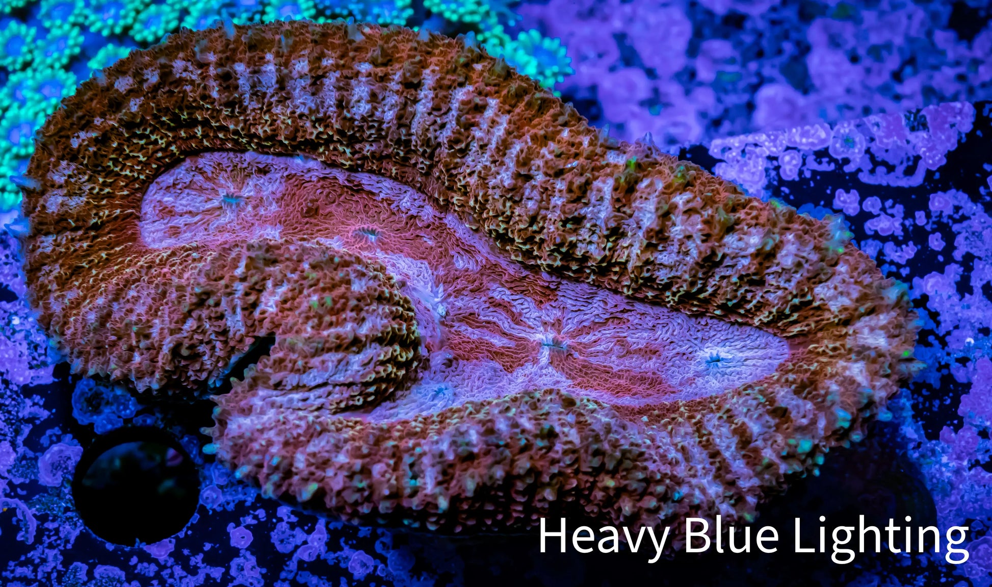 Lobophyllia -Ultra  Lobo Coral WYSIWYG -  9cm Lobophyllia -Ultra  Lobo Coral WYSIWYG -  9cm LPS Lobophyllia -Ultra  Lobo Coral WYSIWYG -  9cm Zeo Box Reef