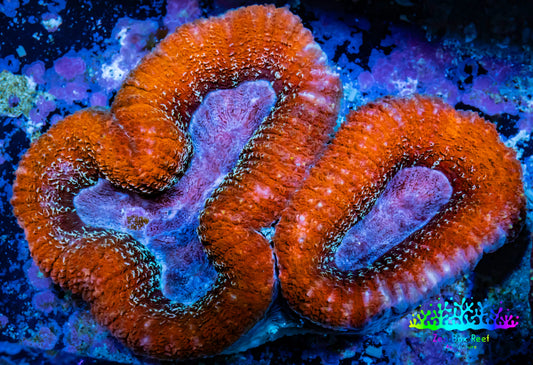 Lobophyllia -Ultra  Lobo Coral WYSIWYG -  9cm Lobophyllia -Ultra  Lobo Coral WYSIWYG -  9cm LPS Lobophyllia -Ultra  Lobo Coral WYSIWYG -  9cm Zeo Box Reef