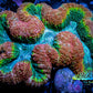 Lobophyllia -Ultra Rainbow 🌈  Lobo Coral WYSIWYG -  11cm Lobophyllia -Ultra Rainbow 🌈  Lobo Coral WYSIWYG -  11cm LPS Lobophyllia -Ultra Rainbow 🌈  Lobo Coral WYSIWYG -  11cm Zeo Box Reef