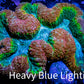 Lobophyllia -Ultra Rainbow 🌈  Lobo Coral WYSIWYG -  11cm Lobophyllia -Ultra Rainbow 🌈  Lobo Coral WYSIWYG -  11cm LPS Lobophyllia -Ultra Rainbow 🌈  Lobo Coral WYSIWYG -  11cm Zeo Box Reef