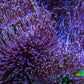 Long Green Polyp Leather Coral, WYSIWYG 11cm LB1 Long Green Polyp Leather Coral, WYSIWYG 11cm LB1 Soft Coral Long Green Polyp Leather Coral, WYSIWYG 11cm LB1 Zeo Box Reef