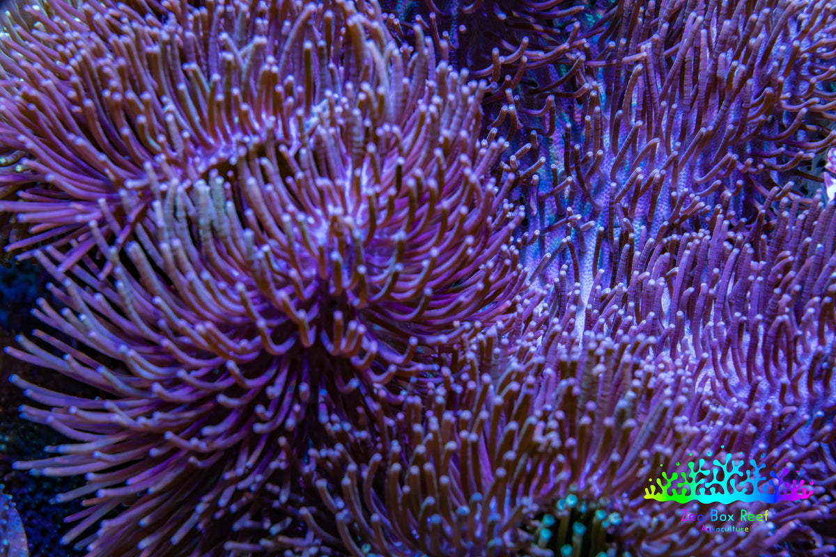 Long Green Polyp Leather Coral, WYSIWYG 11cm LB1 Long Green Polyp Leather Coral, WYSIWYG 11cm LB1 Soft Coral Long Green Polyp Leather Coral, WYSIWYG 11cm LB1 Zeo Box Reef