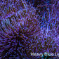 Long Green Polyp Leather Coral, WYSIWYG 11cm LB1 Long Green Polyp Leather Coral, WYSIWYG 11cm LB1 Soft Coral Long Green Polyp Leather Coral, WYSIWYG 11cm LB1 Zeo Box Reef