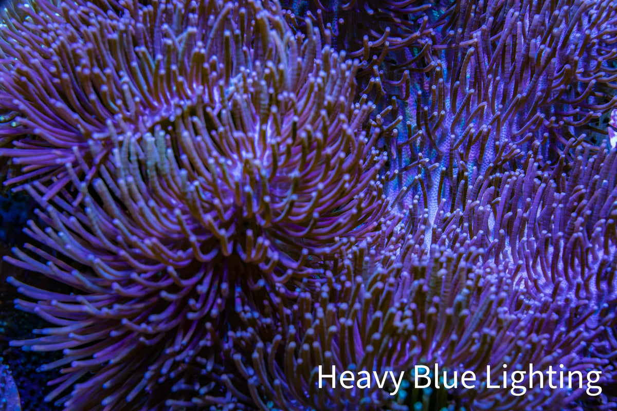 Long Green Polyp Leather Coral, WYSIWYG 11cm LB1 Long Green Polyp Leather Coral, WYSIWYG 11cm LB1 Soft Coral Long Green Polyp Leather Coral, WYSIWYG 11cm LB1 Zeo Box Reef